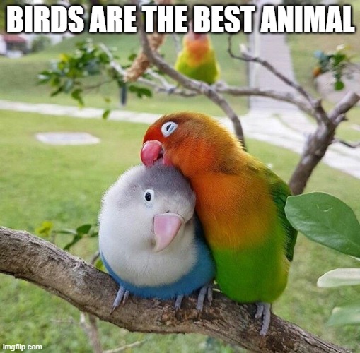 Birds cuddling | BIRDS ARE THE BEST ANIMAL | image tagged in birds cuddling | made w/ Imgflip meme maker