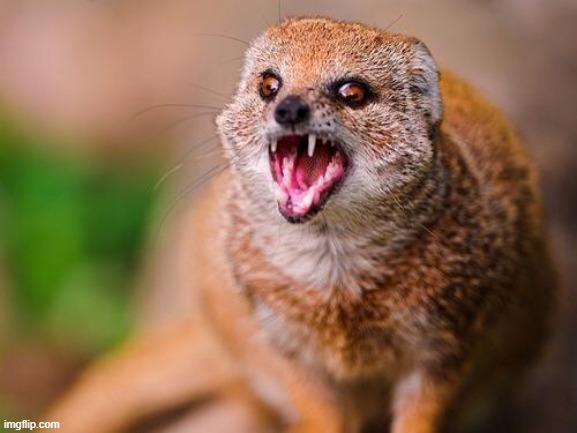 Mongoose | image tagged in mongoose | made w/ Imgflip meme maker