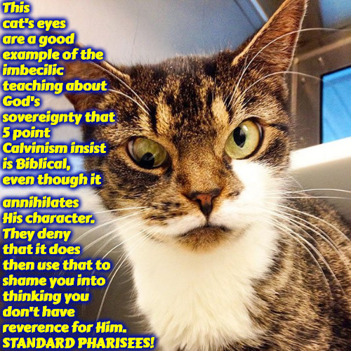 Imbecilic Teaching Of Sovereignty | This cat's eyes are a good example of the imbecilic teaching about God's sovereignty that 5 point Calvinism insist is Biblical, even though it; annihilates His character. They deny that it does then use that to shame you into thinking you don't have reverence for Him. STANDARD PHARISEES! | image tagged in calvinism,arminian,molinism,imbecilic,they're the ones who don't understand,pharisees | made w/ Imgflip meme maker