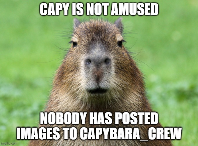 share your love of capys or they will hunt u down | CAPY IS NOT AMUSED; NOBODY HAS POSTED IMAGES TO CAPYBARA_CREW | image tagged in capybara is not amused | made w/ Imgflip meme maker