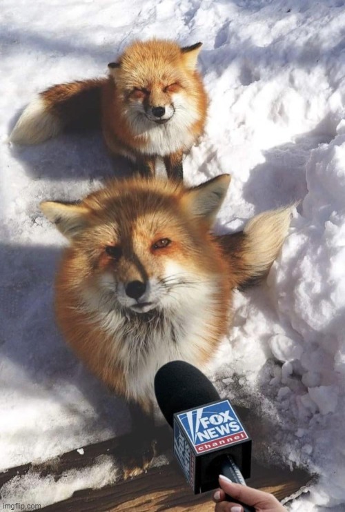 Fox News with ACTUAL Fomxes. | image tagged in red fox,fomx,red fomx,fluffy,wholesome,fox news | made w/ Imgflip meme maker