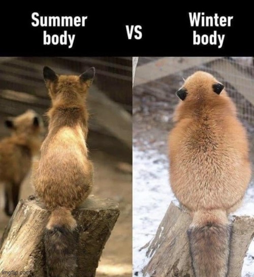 Sumer: Fox.  Winter: Fomx. | image tagged in fox,red fox,fomx,red fomx,winter,summer | made w/ Imgflip meme maker