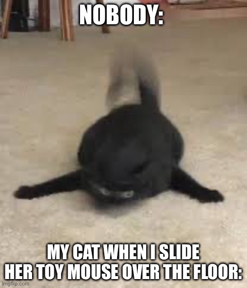 Moew | NOBODY:; MY CAT WHEN I SLIDE HER TOY MOUSE OVER THE FLOOR: | image tagged in cursed cat,cars,cat,cursed image,cats | made w/ Imgflip meme maker