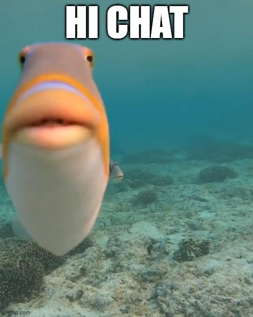 staring fish | HI CHAT | image tagged in staring fish | made w/ Imgflip meme maker