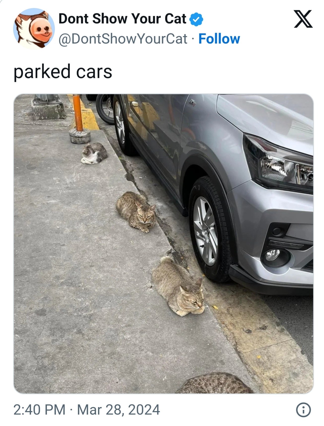 Parked Cars... I Mean Cats. Love It. Blank Meme Template