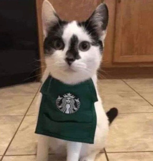 Starbucks Cat Blank Meme Template