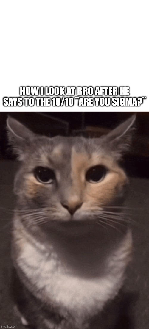 Relatable | HOW I LOOK AT BRO AFTER HE SAYS TO THE 10/10 ¨ARE YOU SIGMA?¨ | image tagged in memes | made w/ Imgflip meme maker