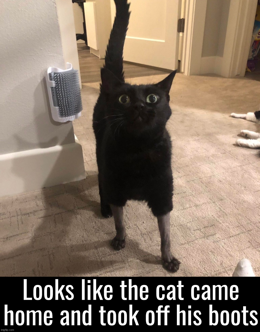 Socks | Looks like the cat came home and took off his boots | image tagged in cats | made w/ Imgflip meme maker