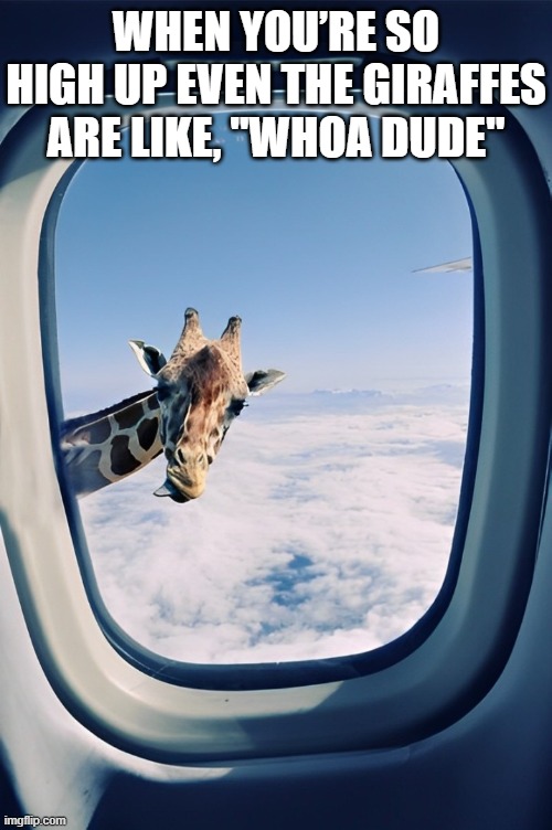 so high up | WHEN YOU’RE SO HIGH UP EVEN THE GIRAFFES ARE LIKE, "WHOA DUDE" | image tagged in memes | made w/ Imgflip meme maker