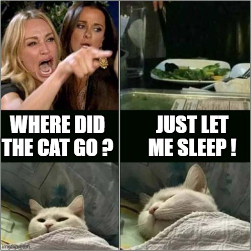 Woman Yelling At 'Absent' Cat ! | JUST LET ME SLEEP ! WHERE DID THE CAT GO ? | image tagged in cats,woman yelling at cat,absent,sleep | made w/ Imgflip meme maker