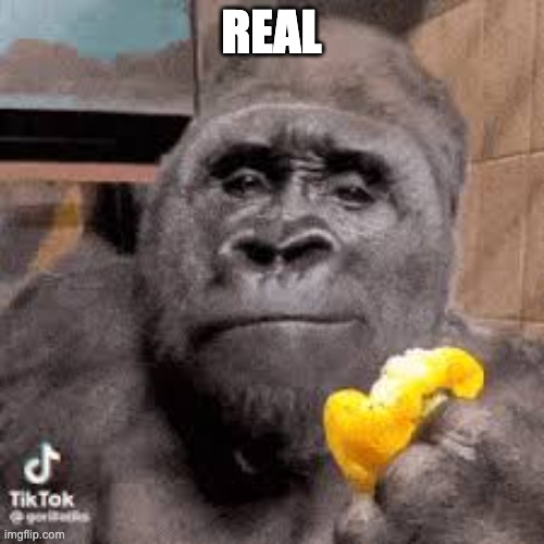 condescending monke | REAL | image tagged in condescending monke | made w/ Imgflip meme maker