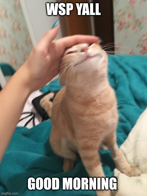 :3 | WSP YALL; GOOD MORNING | image tagged in cat pat | made w/ Imgflip meme maker