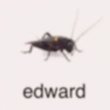 low quality bug Blank Meme Template