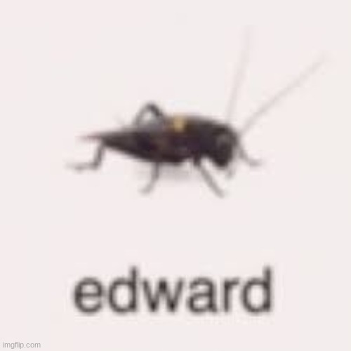 low quality bug | image tagged in low quality bug | made w/ Imgflip meme maker