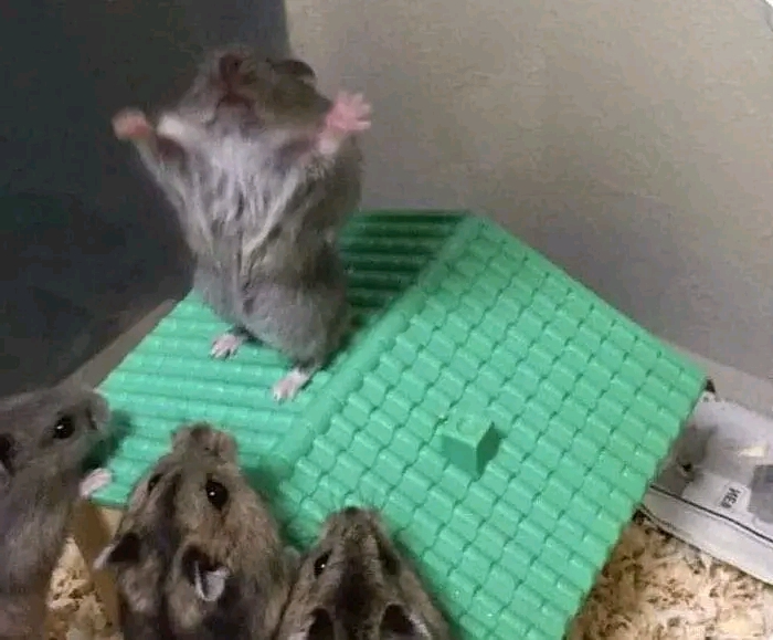 High Quality Hail hamster nibble Blank Meme Template