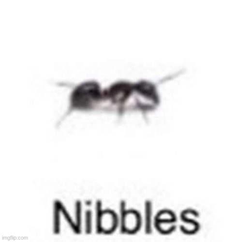 shout out to this magnificent ant, nibbles. | image tagged in the finale of low quality bugs fr | made w/ Imgflip meme maker