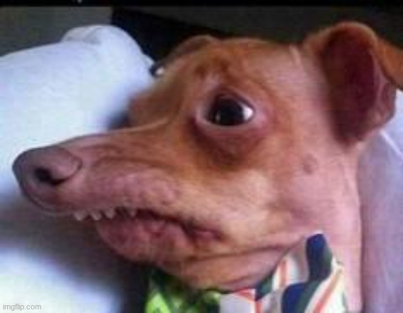 lisp dog | image tagged in lisp dog | made w/ Imgflip meme maker