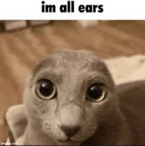 im all ears | image tagged in im all ears | made w/ Imgflip meme maker