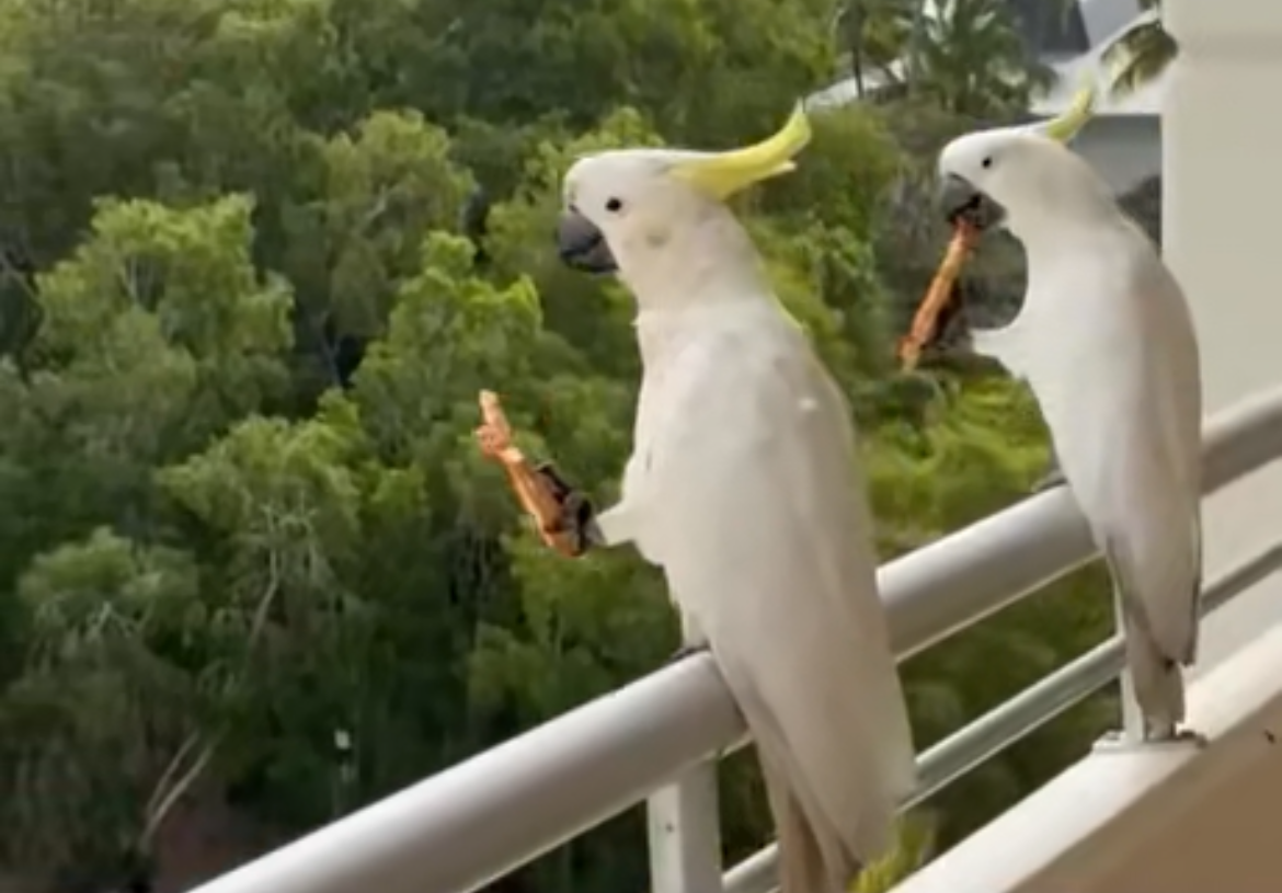 Pizza Birds Blank Meme Template