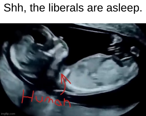 yes | Shh, the liberals are asleep. | image tagged in stop reading the tags | made w/ Imgflip meme maker