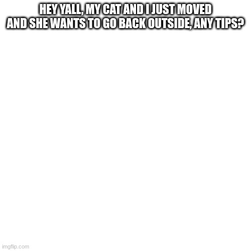 Yes | HEY YALL, MY CAT AND I JUST MOVED AND SHE WANTS TO GO BACK OUTSIDE, ANY TIPS? | image tagged in cats,help | made w/ Imgflip meme maker