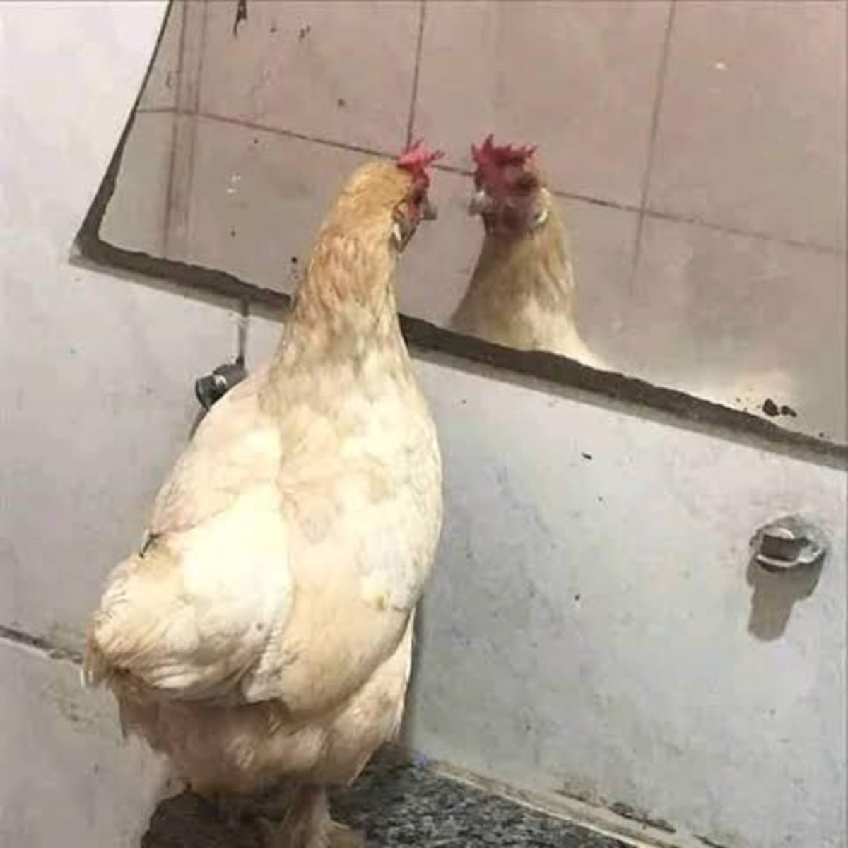 Chicken at mirror Blank Meme Template