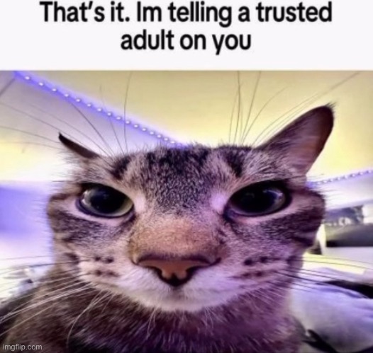 This cat will tell a trusted adult on you | made w/ Imgflip meme maker