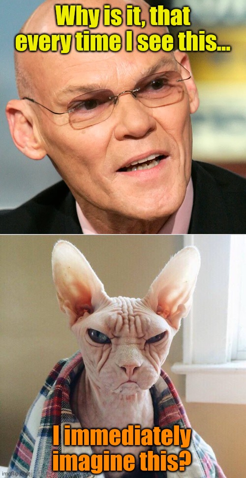 Just sayin'! | Why is it, that every time I see this... I immediately imagine this? | image tagged in james carville,angry hairless cat | made w/ Imgflip meme maker