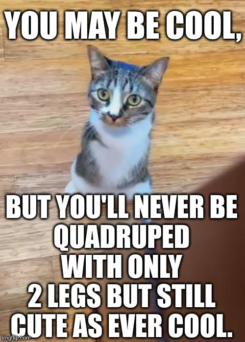 COOL CAT | YOU MAY BE COOL, BUT YOU'LL NEVER BE
QUADRUPED WITH ONLY
2 LEGS BUT STILL
CUTE AS EVER COOL. | image tagged in you may be cool,cool cat,quadruped,no arms,you may be cool but | made w/ Imgflip meme maker