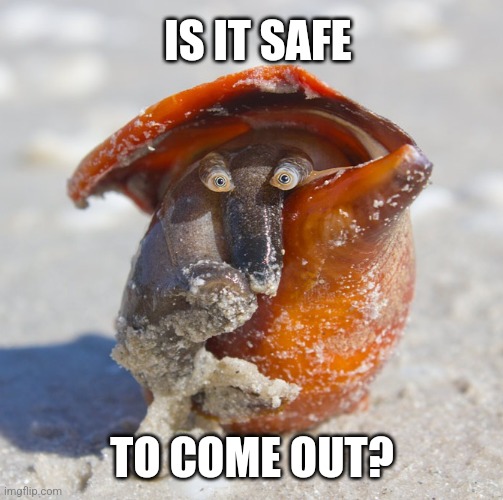 Curious Conch | IS IT SAFE; TO COME OUT? | image tagged in fish,snail,animals,image macro | made w/ Imgflip meme maker