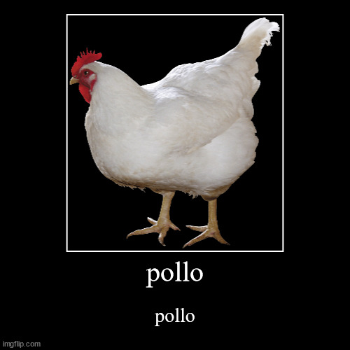 pollo | pollo | image tagged in funny,demotivationals | made w/ Imgflip demotivational maker