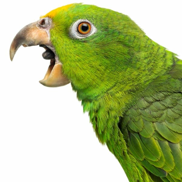 Green parrot screaming Blank Meme Template