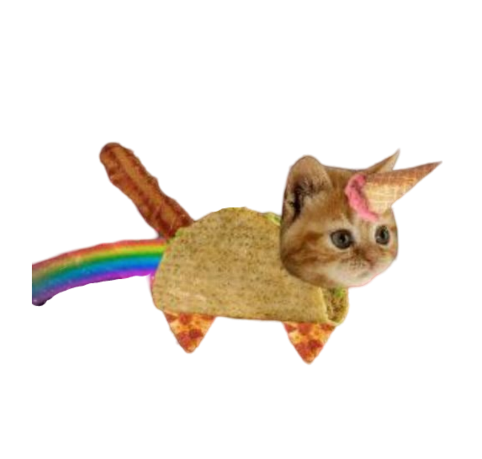 Bacon Taco Cat Blank Meme Template