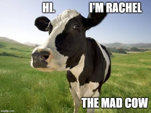 cow | HI.                I'M RACHEL THE MAD COW | image tagged in cow | made w/ Imgflip meme maker