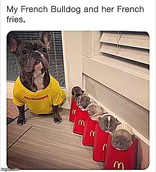 French | image tagged in french fries | made w/ Imgflip meme maker