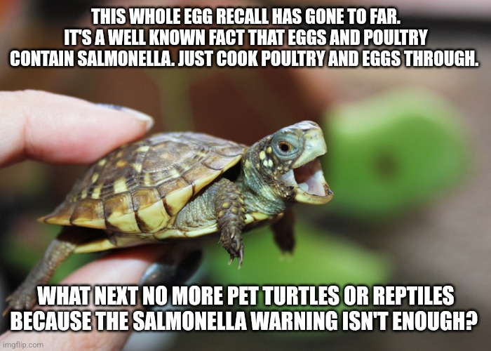 Turtles For Pets | THIS WHOLE EGG RECALL HAS GONE TO FAR. IT'S A WELL KNOWN FACT THAT EGGS AND POULTRY CONTAIN SALMONELLA. JUST COOK POULTRY AND EGGS THROUGH. WHAT NEXT NO MORE PET TURTLES OR REPTILES BECAUSE THE SALMONELLA WARNING ISN'T ENOUGH? | image tagged in turtles for pets | made w/ Imgflip meme maker