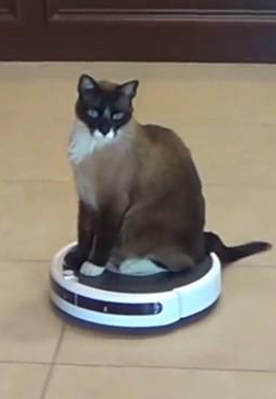 cat riding a roomba Blank Meme Template