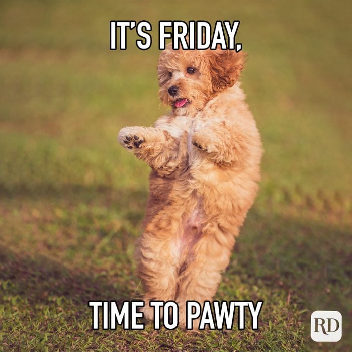 Friday Pawty. Blank Meme Template