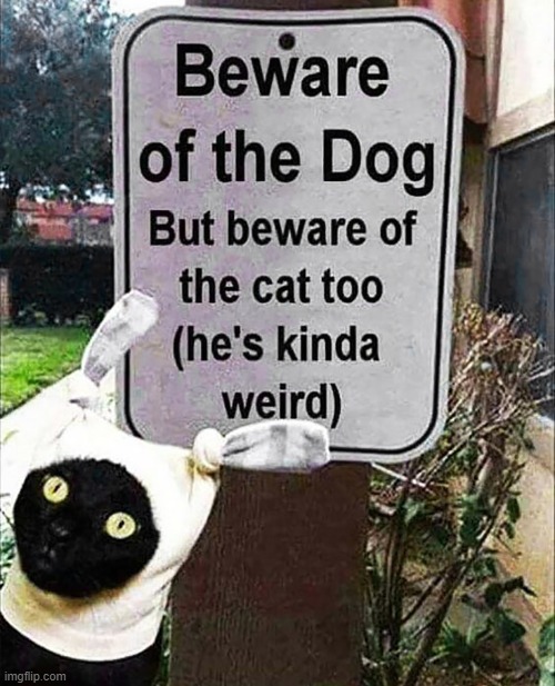 silly sock cat | image tagged in cat,cats,dog,weird,signs,silly | made w/ Imgflip meme maker