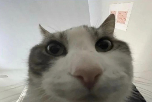 Cat looks inside Blank Meme Template