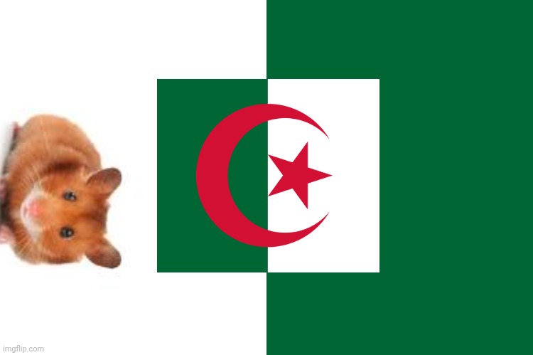 My flag | image tagged in algeria flag | made w/ Imgflip meme maker