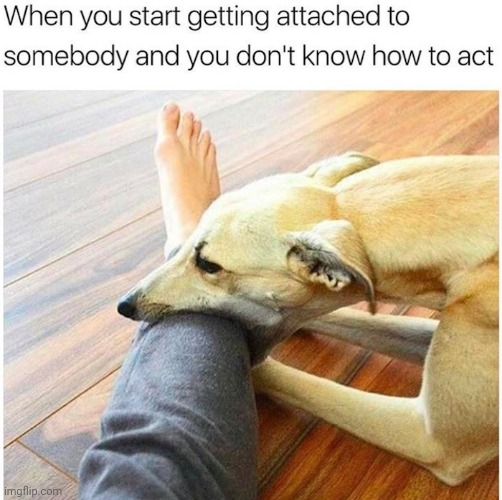 Being Attached. Relatable | image tagged in dog,doggo,puppy,love,cute,pets | made w/ Imgflip meme maker