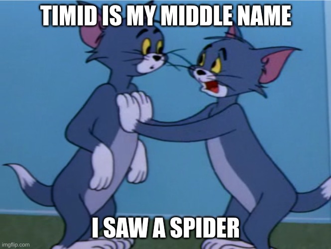 timid tabby beg | TIMID IS MY MIDDLE NAME; I SAW A SPIDER | image tagged in timid tabby beg | made w/ Imgflip meme maker