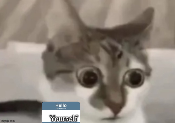 bombastic side eye cat | Yourself | image tagged in bombastic side eye cat | made w/ Imgflip meme maker