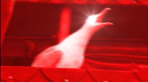 screaming bird Blank Meme Template