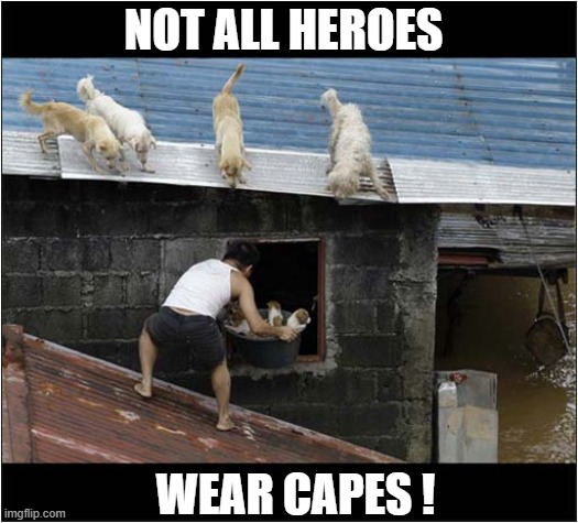 Puppies Rescued From Flood ! | NOT ALL HEROES; WEAR CAPES ! | image tagged in dogs,puppies,flood,rescue,heroes | made w/ Imgflip meme maker