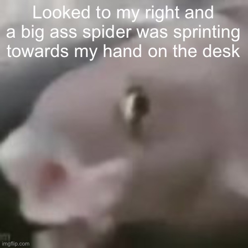 I’m awake now | Looked to my right and a big ass spider was sprinting towards my hand on the desk | image tagged in fih | made w/ Imgflip meme maker