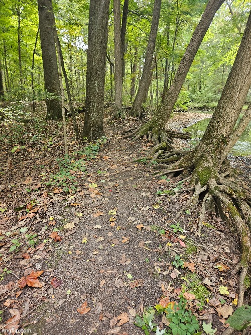 A PATH ALONG THE RIVER BETWEEN THE TREES | image tagged in forest,river,trees,path,nature | made w/ Imgflip meme maker