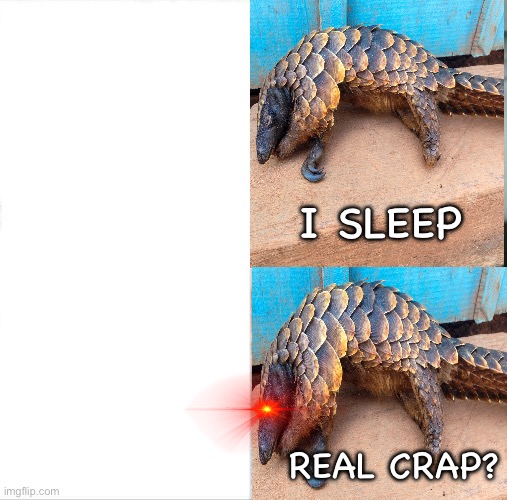 Sleeping Pangolin Blank Meme Template