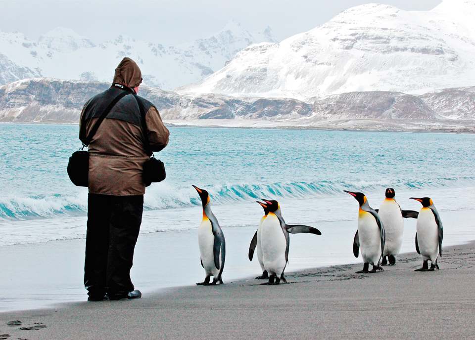 penguin asking for directions Blank Meme Template